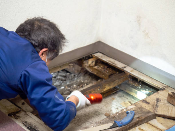 Best Attic Mold Removal  in Harmony Grove, CA