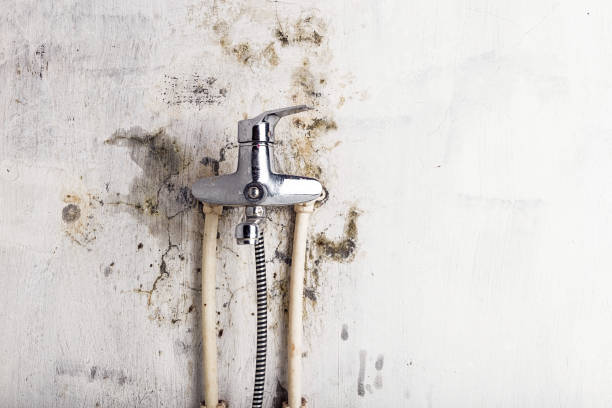 Best Certified Mold Removal  in Harmony Grove, CA