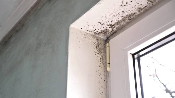 Best Crawl Space Mold Removal  in Harmony Grove, CA