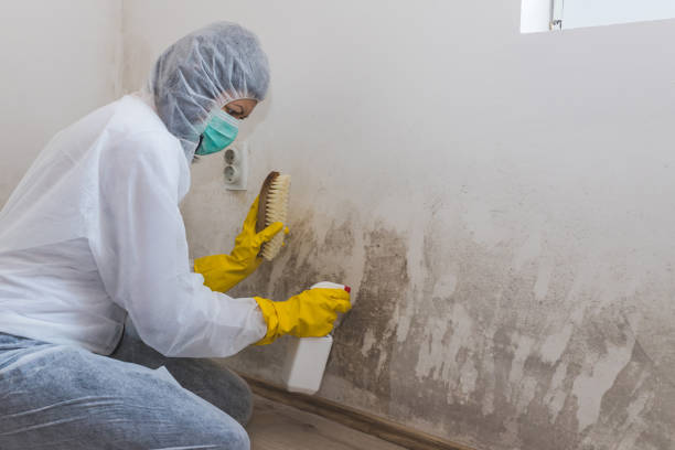 Certified Mold Removal in Harmony Grove, CA