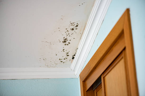 Best Toxic Mold Removal  in Harmony Grove, CA