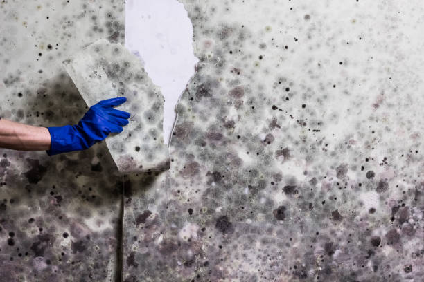 Best Commercial Mold Removal  in Harmony Grove, CA